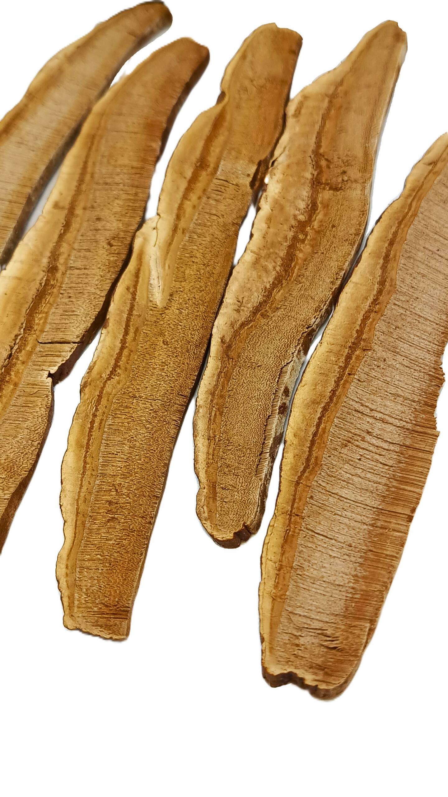 Гриб Ganoderma lucidum Рейши или Линчжи Рейши или Ганодерма Лусидум (Ganoderma Lusidum) Гриб Ganoderma lucidum Рейши или Линчжи Рейши или Ганодерма Лусидум (Ganoderma Lusidum) 0954228988